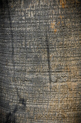 Coconut tree trunk as background 1