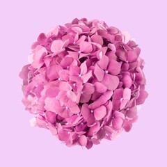 Obraz premium Pink hydrangea flower, closeup shot