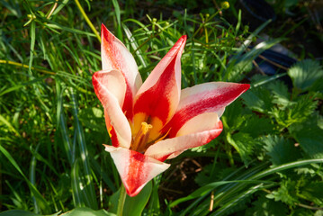 Pinocchio tulip 
