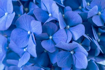 Blue hydrangea background, flower macro shot