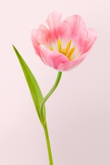 Pink tulip flower background, design space