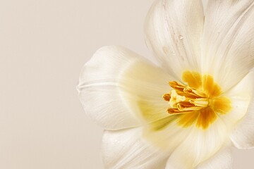 Fototapeta na wymiar White tulip background, design space