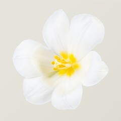 White tulip flower, closeup shot