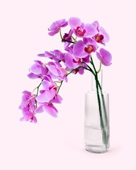 Pink orchid in glass vase, flower arrangement, home decor