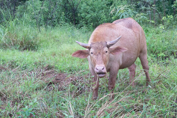 Fototapeta premium Albino water buffalo standing in lush green grassland during daytime