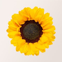 Blooming sunflower, closeup shot, aerial view