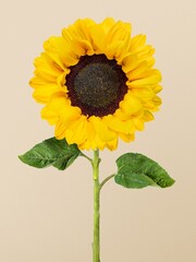 Beautiful blooming sunflower, closeup