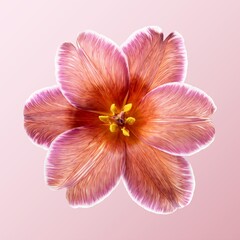 Pink tulip flower, closeup shot