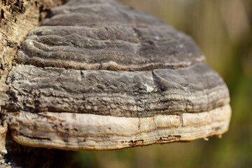 Tinder mushrooms are fungi of the basidiomycetes department.