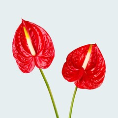 Beautiful blooming red anthurium flowers