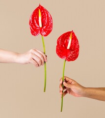 Red anthuriums held by hands - obrazy, fototapety, plakaty