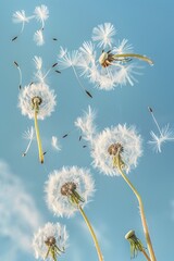 Obraz premium Dandelion Seeds Drifting in the Wind,Symbolizing Hope and New Opportunities