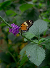 Beautiful monarch butterfly perched delicately