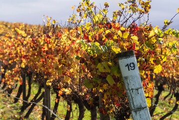 Autumn vineyard in the Australian Yarra Valley wine region 