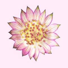 Pink masterwort flower, closeup shot