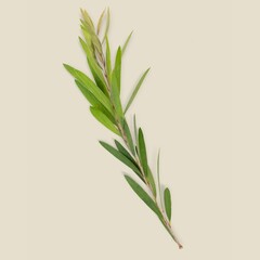 Acacia Floribunda branch, green background