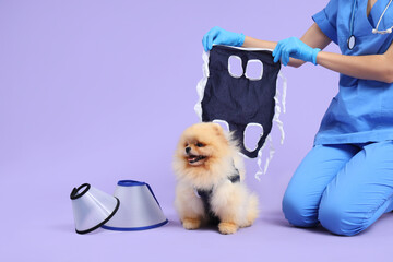 Veterinarian with recovery suit and Pomeranian dog after sterilization on lilac background