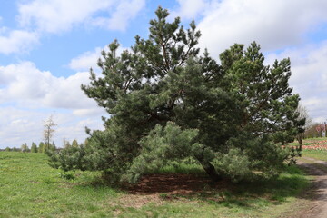 Obraz premium dobropark park nature tulips rest