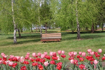 dobropark park nature tulips rest