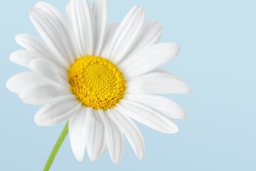 White daisy background, design space