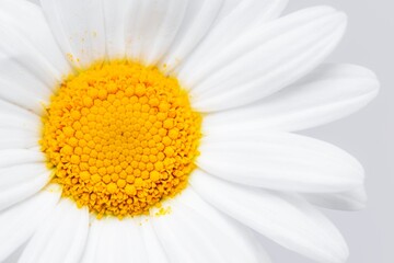 White daisy background, flower macro shot