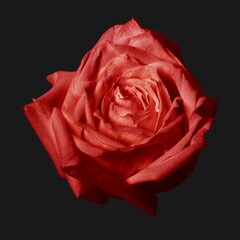 Red rose flower, closeup shot