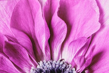 Pink anemone background, flower macro shot