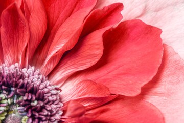 Red anemone background, flower macro shot