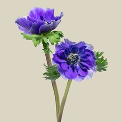 Beautiful blooming purple anemone flower