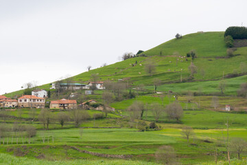 Obraz premium mountain village with traditional organic livestock grazing in green meadows. Cantabria Spain