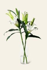 White lily in glass vase, flower arrangement, home decor