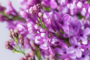 Lilac background, flower macro shot