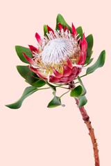 King protea background, design space