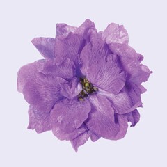 Purple delphinium flower, closeup shot