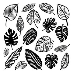 black doodle elements, exotic tropical leaves