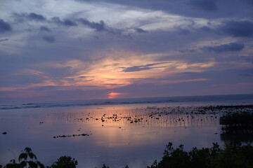 
the sunset combined with the vast ocean decorated with views of new mangrove trees growing on the coast,