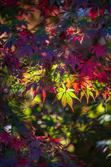 Autumn leaves background 