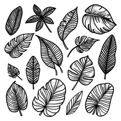 Fototapeta premium black doodle elements, exotic tropical leaves