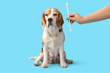 Female veterinarian holding toothbrush near cute dog on blue background
