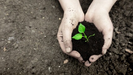 hands planting a young green sprout, close up farmer planting in soil, symbolizes organic farm,...