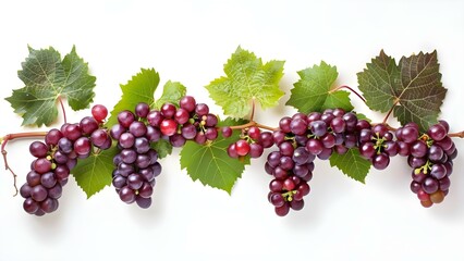Red grapes on vine branch with leaves isolated on white background. Concept Food Photography, Fruits, Agriculture, Healthy Eating, Fresh Produce