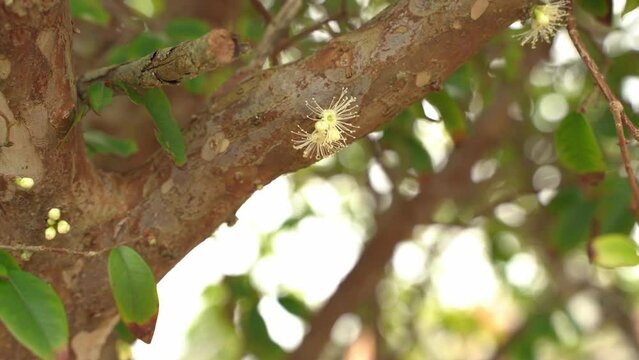 Nice shot of a Jaboticaba flowers young tree with flowers starting to bloom in season fruit Plinian grapelike