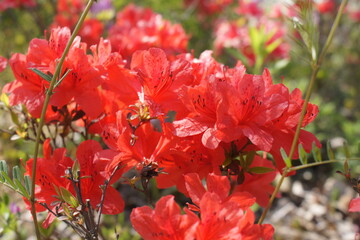 flower Red