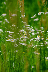 grass and flowers