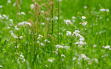 grass and flowers