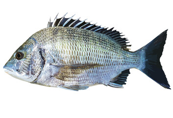 精悍な良型成魚のクロダイ（チヌ）リアルレタッチ・イラスト
