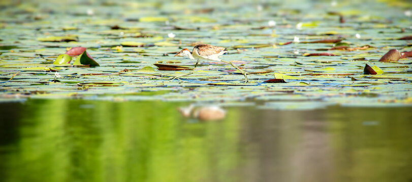 The comb-crested jacana, also known as the lotusbird or lilytrotter, is the only species of jacana in the genus Irediparra. Like other jacana species, it is adapted to the floating vegetation of tropi