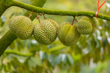 Durian fruits, surrounded by nature's bounty of fruits and vibrant flora, evoking a tropical garden...