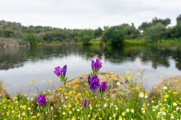 Purple Flowers in Close-Up: Blurry Lake and Gray Cloudy Sky in Spring.