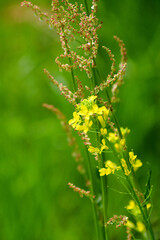 flowers in the field